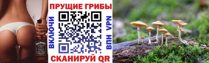 OMG рабочий сайт  Солнечногорск  Псилоцибиновые грибы Psilocybine cubensis  закладки 